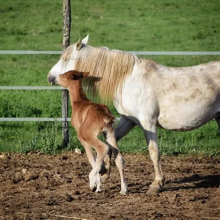 Apartamento Royal Garden