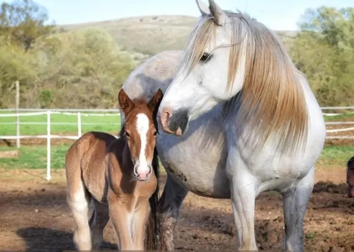 Daire Royal Garden *